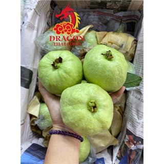 ฝรั่งกิมจู บ้านแพ้ว สดๆจากสวน ฟรีผงบ๊วย ตัดคัดใหม่ๆก่อนส่งทุ…