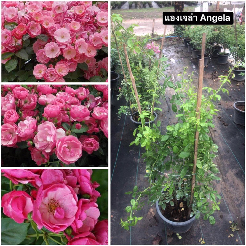 กุหลาบเลื้อย-แองเจล่า Angela (กระถาง 12 นิ้ว)  สีชมพู กลิ่นหอม ดอกเป็นพวงช่อยาว เลี้ยงง่าย