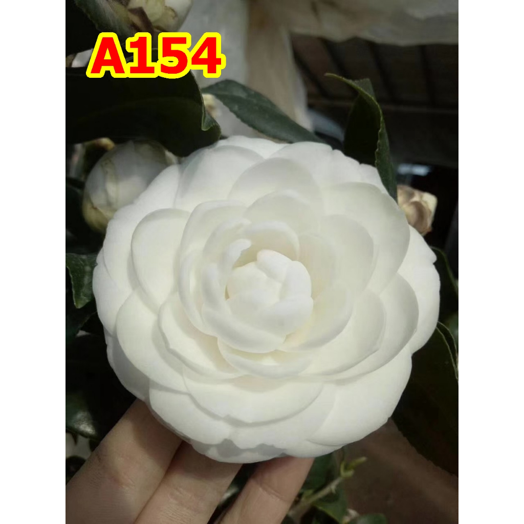 คามีเลีย สายพันธุ์คริสตัลไวน์ (Crytal white )/ตงฟางเหลียง(东方亮)เป็นสายพันธุ์ที่มีดอกสีขาวราวหยก กลีบดอกซ้อนเป็นกุหลาบ ดอก