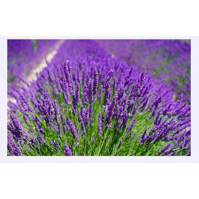 ซื้อ5แถม5 เมล็ดพันธุ์ ลาเวนเดอร์ 20เมล็ด Lavender Seed เมล็ดพันธุ์แท้  พร้อมส่งจากไทย