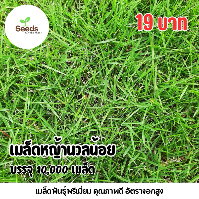 เมล็ดพันธุ์หญ้านวลน้อยแท้ บรรจุ 10,000 เมล็ด/ซอง