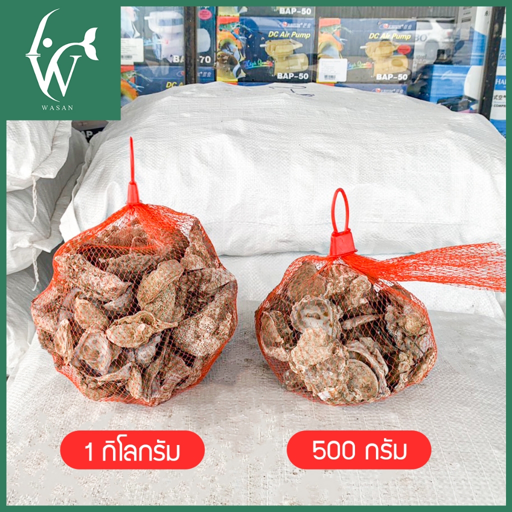 เปลือกหอยนางรมขนาด 500 g./1 kg.ใส่ถุงตาข่ายแดง  เปลือกหอยกรองน้ำ - รูปที่ 2