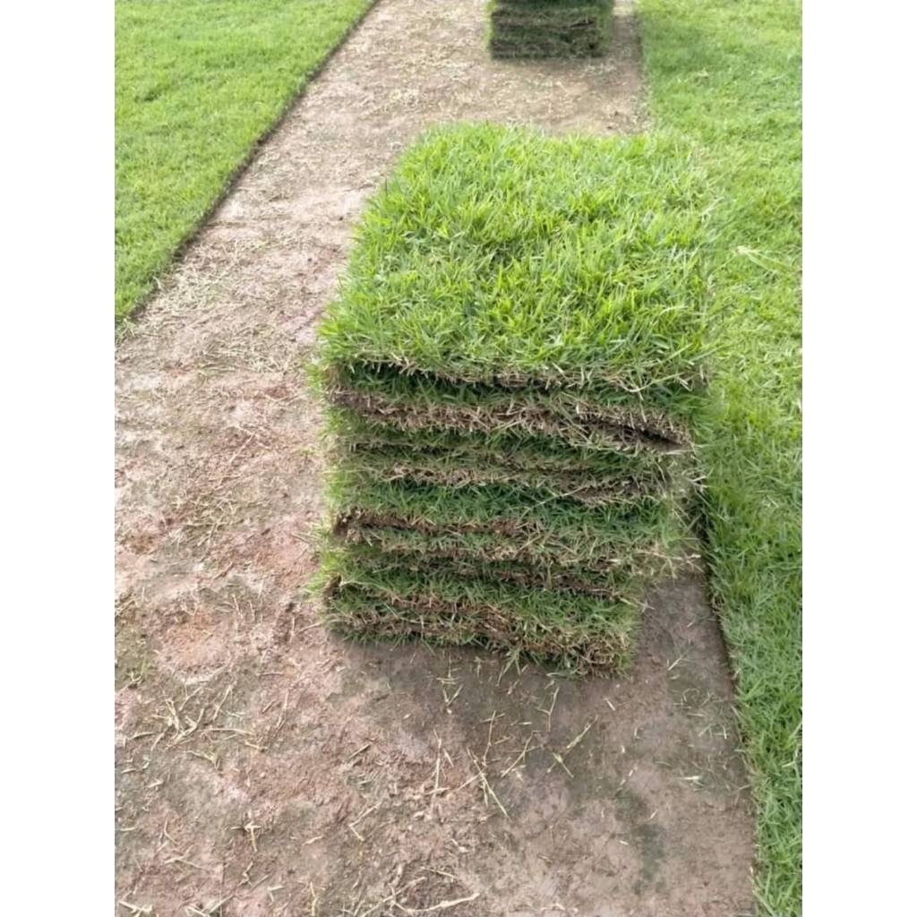 หญ้านวลน้อย ทนแดด หญ้าแท้100 % พร้อมปลูกปูสนาม สวยงาม ขนาดต่อแผ่น 50x100 cm ครึ่งตารางเมตร