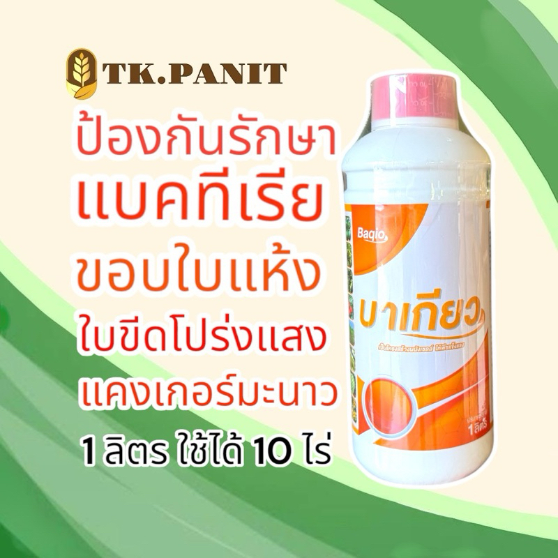 บาเกียว แบคทีเรีย ขอบใบแห้ง ใบขีดโปร่งแสง