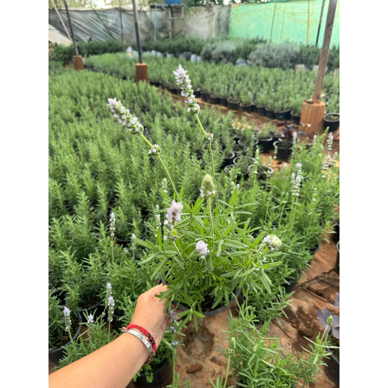 🌿🌿ต้นลาเวนเดอร์ เดนตาต้า กระถาง5นิ้ว