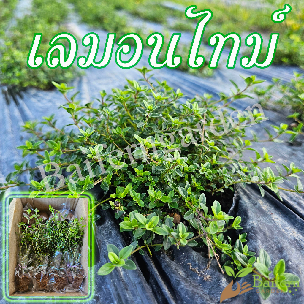 ต้นกล้าเลมอนไทม์ สมุนไพรฝรั่ง