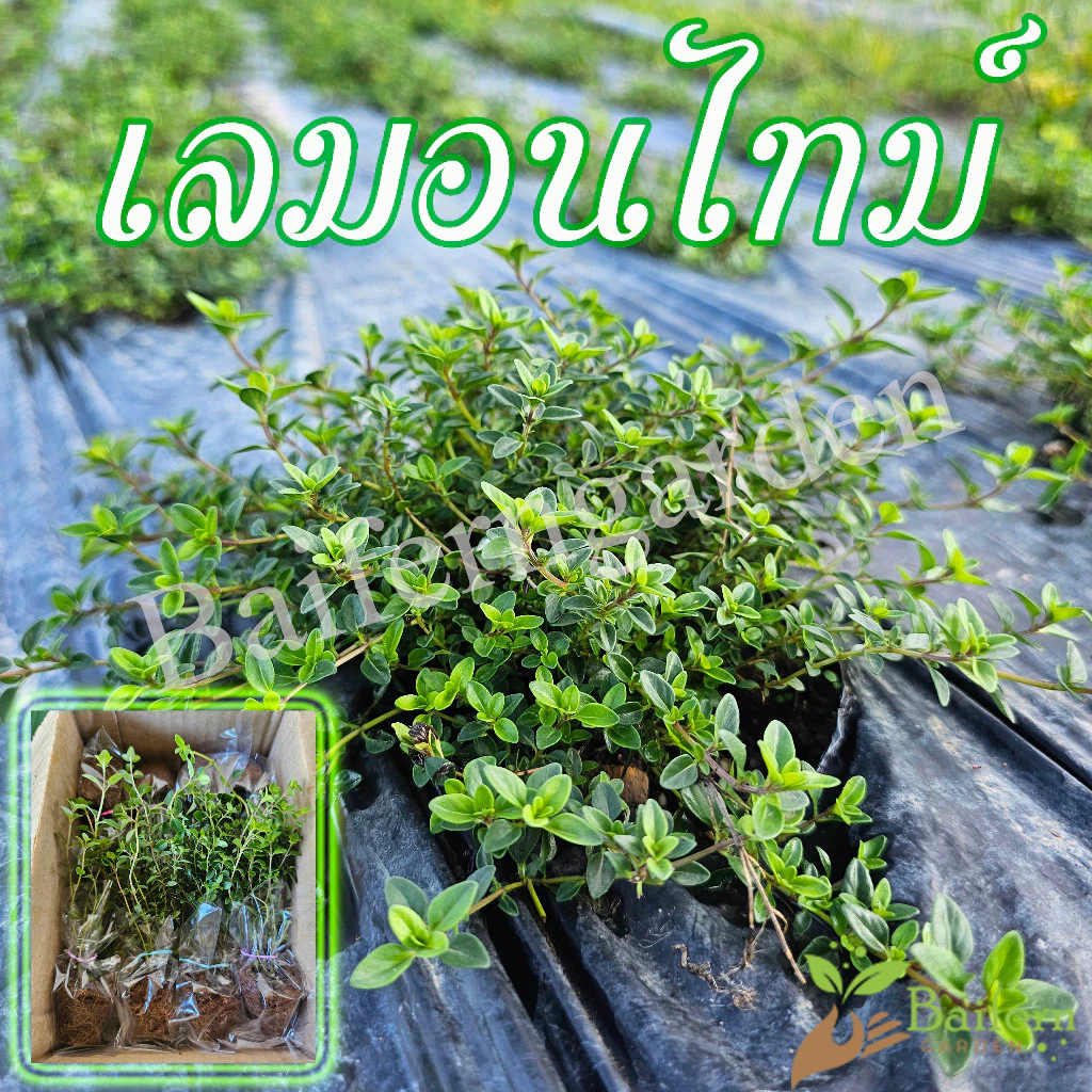 ต้นกล้าเลมอนไทม์ สมุนไพรฝรั่ง