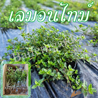 ต้นกล้าเลมอนไทม์ สมุนไพรฝรั่ง