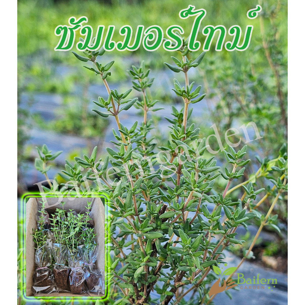 ต้นกล้าซัมเมอร์ไทม์ สมุนไพรฝรั่ง