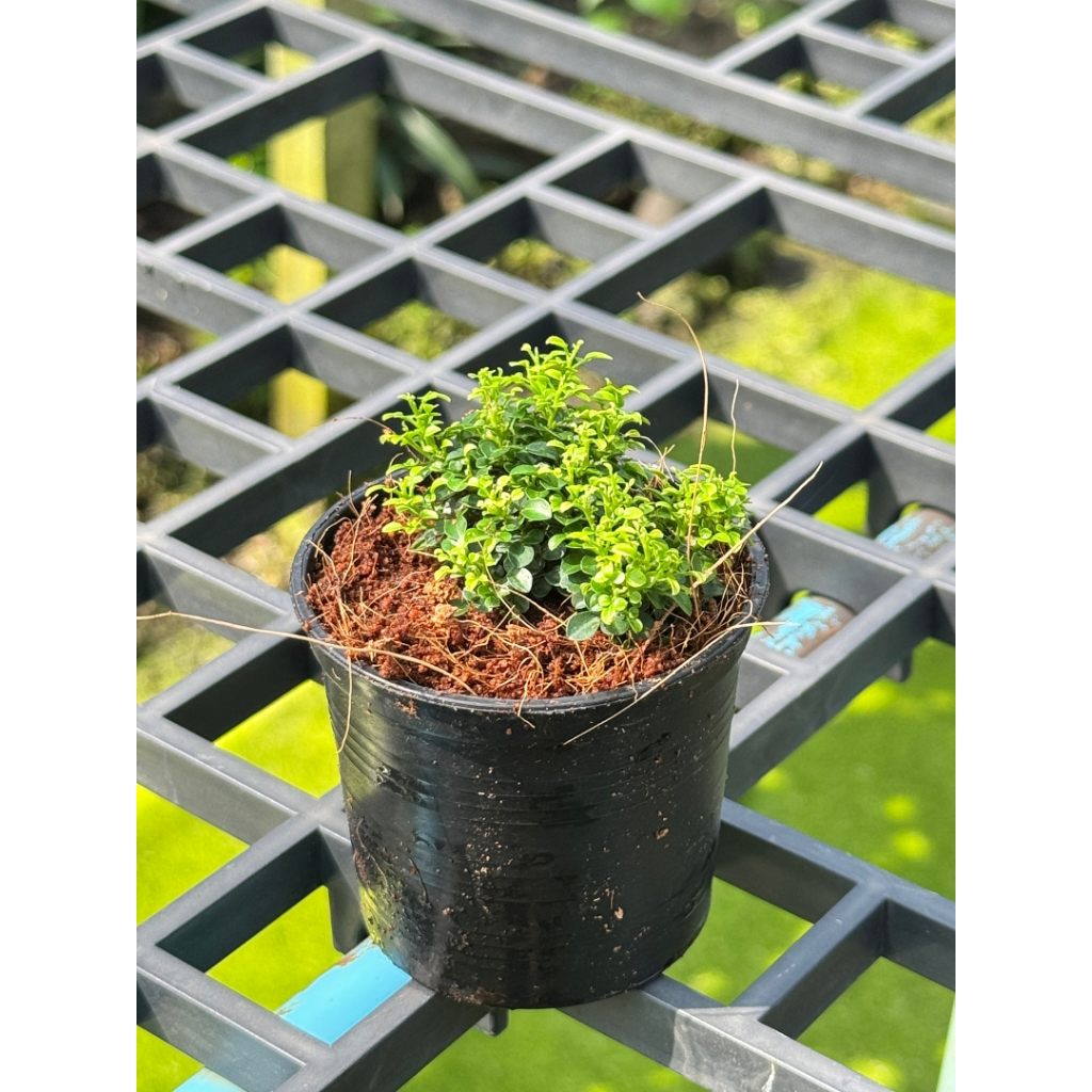 มุมมอง 4