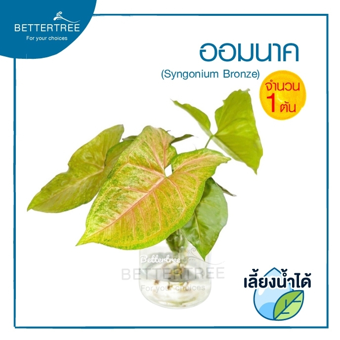 ออมนาค (จำนวน 1 ต้น ) Syngonium Maria Bronze  สามารถปลูกในน้ำได้  ไม้ฟอกอากาศ