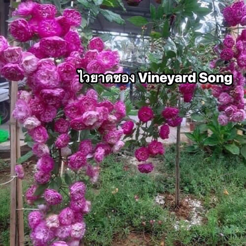 กุหลาบ-ไวยาดซอง Vineyard Song  สีม่วงชัดเจนเมื่ออากาศเย็น จะออกโทนสีชมพูเมื่ออากาศร้อน ดอกดก ให้ดอกเ