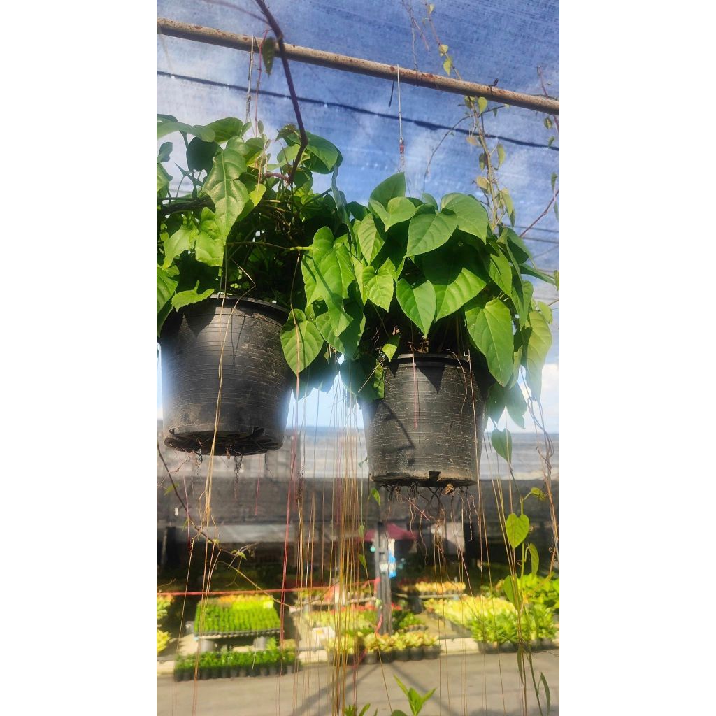 ม่านบาหลี กระถาง 8 นิ้ว พร้อมที่แขวน ไม้กระถางต้นสวยและแข็งแรง (กทม)