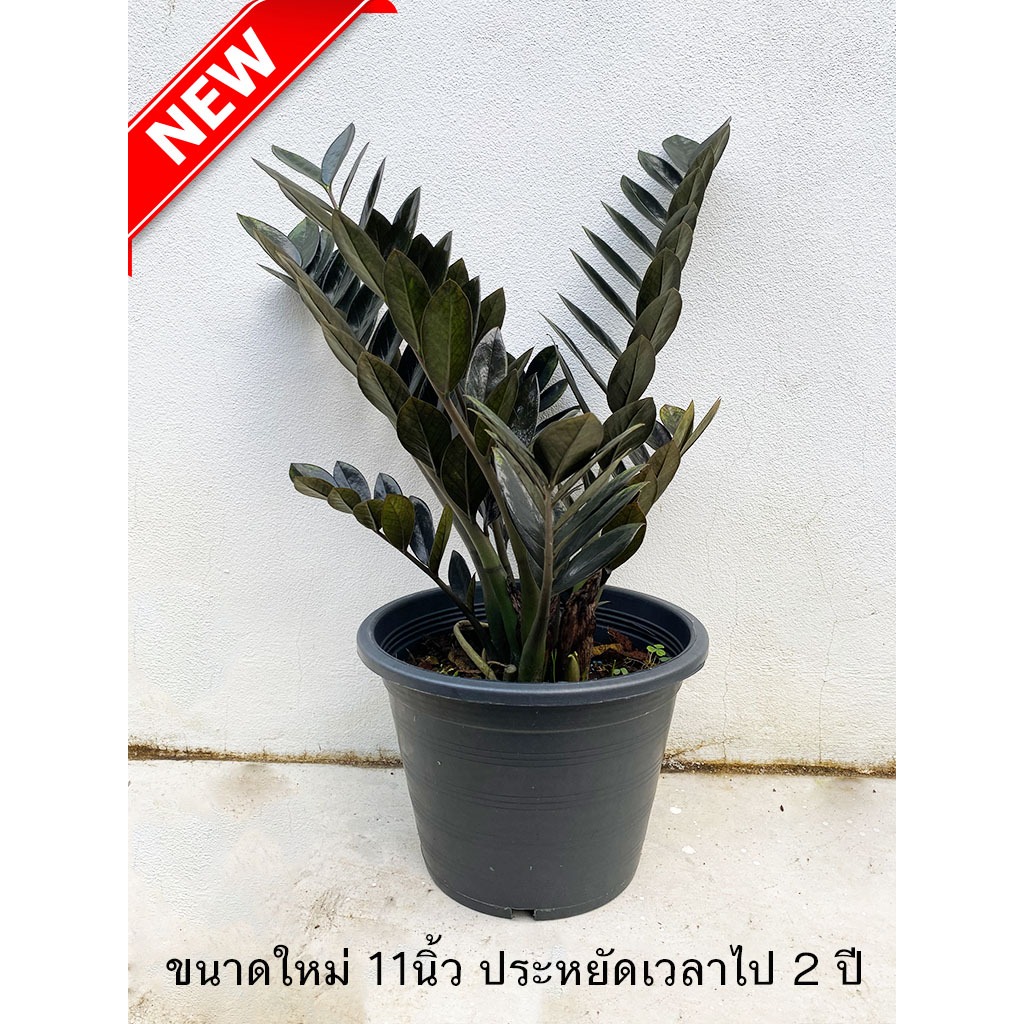 กวักมรกตดำกระถาง 11" รากแน่นฟอร์มกอ Zamioculcas Zamiifolia Black ไม้มงคล ไม้ฟอกอากาศ ZZ Plant