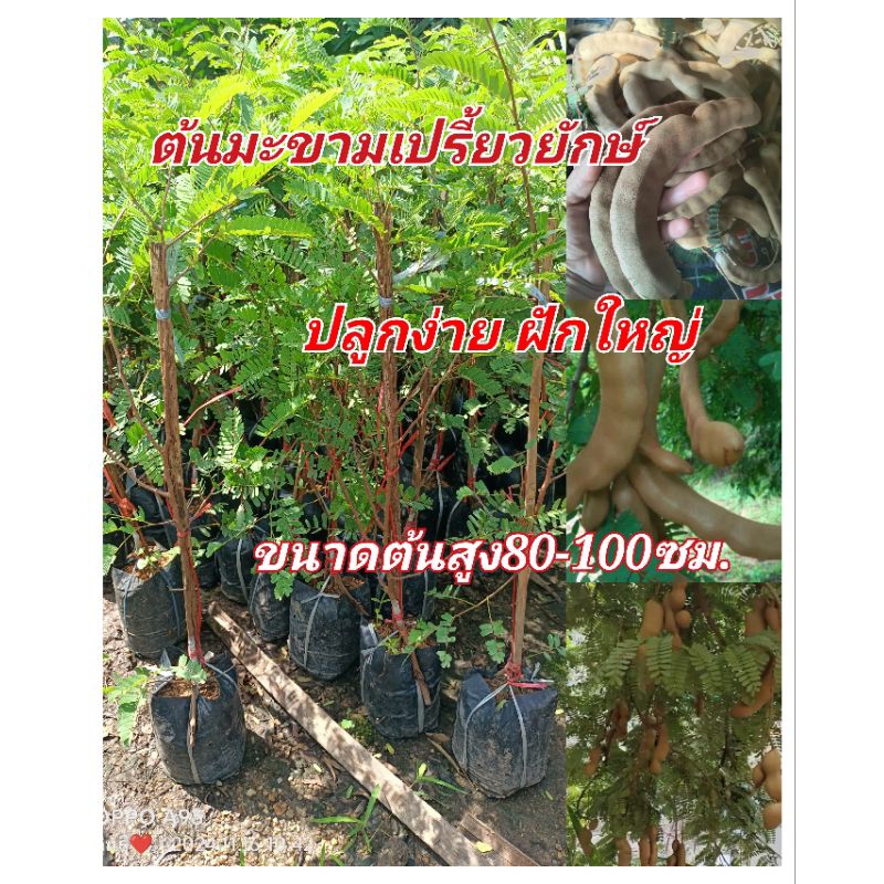ต้นมะขามเปรี้ยวยักษ์(ทาบกิ่ง) ฝักดาบ ฝักใหญ่ ปลูกง่าย ขนาดต้นสูง80-100ซม. ต้นมีพร้อมส่ง