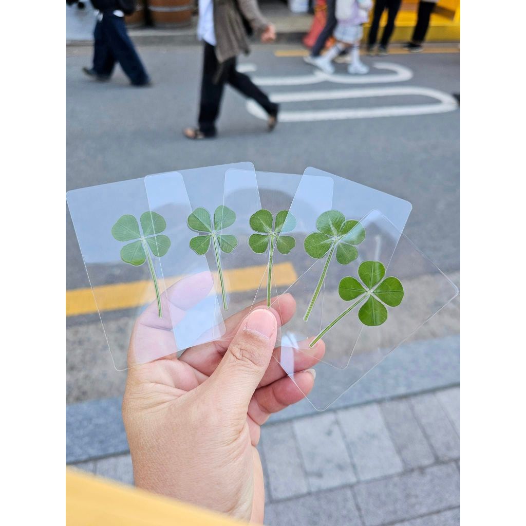 [สินค้าของแท้100% พร้อมส่ง] Clover leaf ใบโคลเวอร์ 4แฉก ของแท้จากเกาหลี พร้อมซองสีทอง (ใบปกติ / ใบใหญ่) ราคา ถูกที่สุด ดีลบีเคเค แกลเลอรีภาพที่ 8