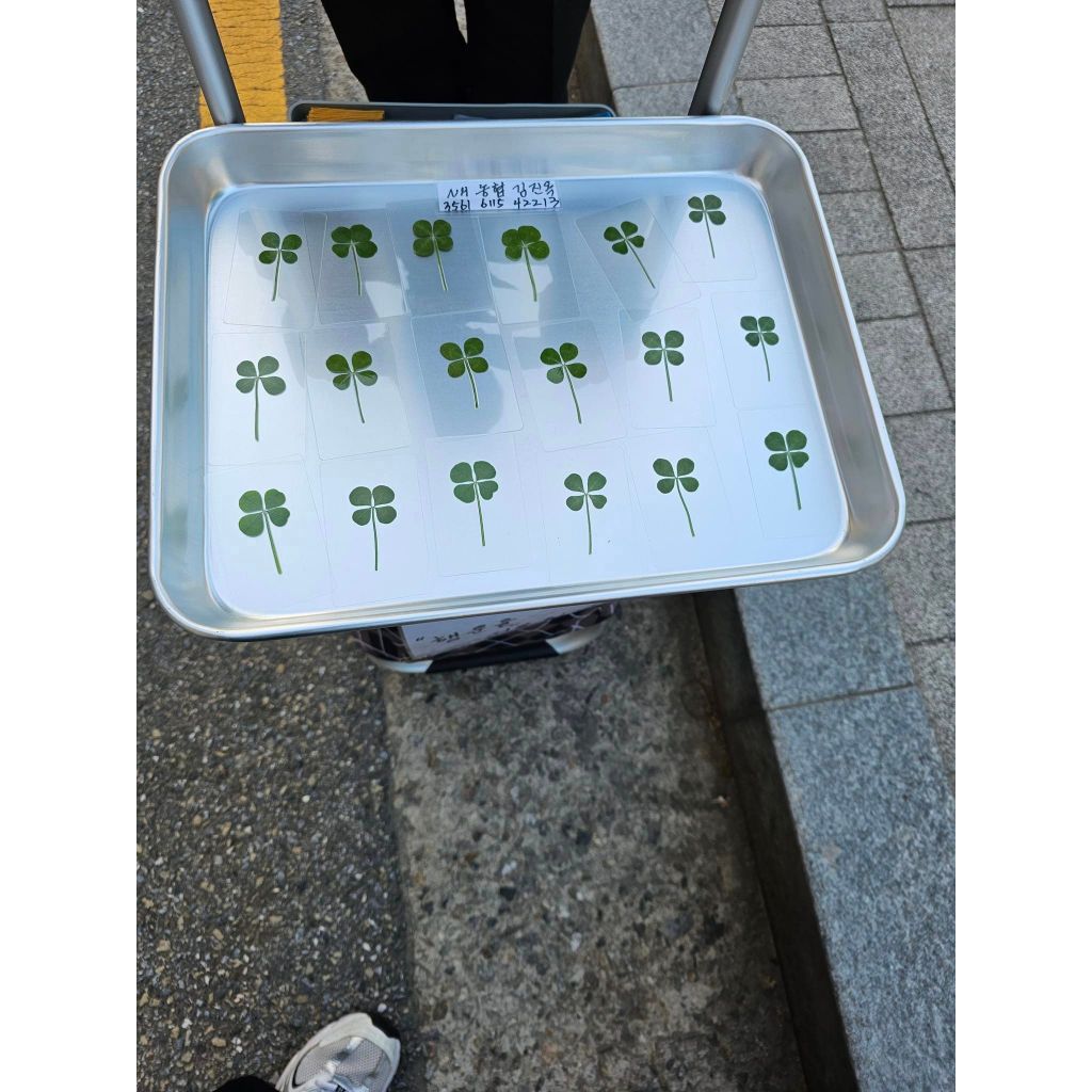 [สินค้าของแท้100% พร้อมส่ง] Clover leaf ใบโคลเวอร์ 4แฉก ของแท้จากเกาหลี พร้อมซองสีทอง (ใบปกติ / ใบใหญ่) ราคา ถูกที่สุด ดีลบีเคเค แกลเลอรีภาพที่ 7