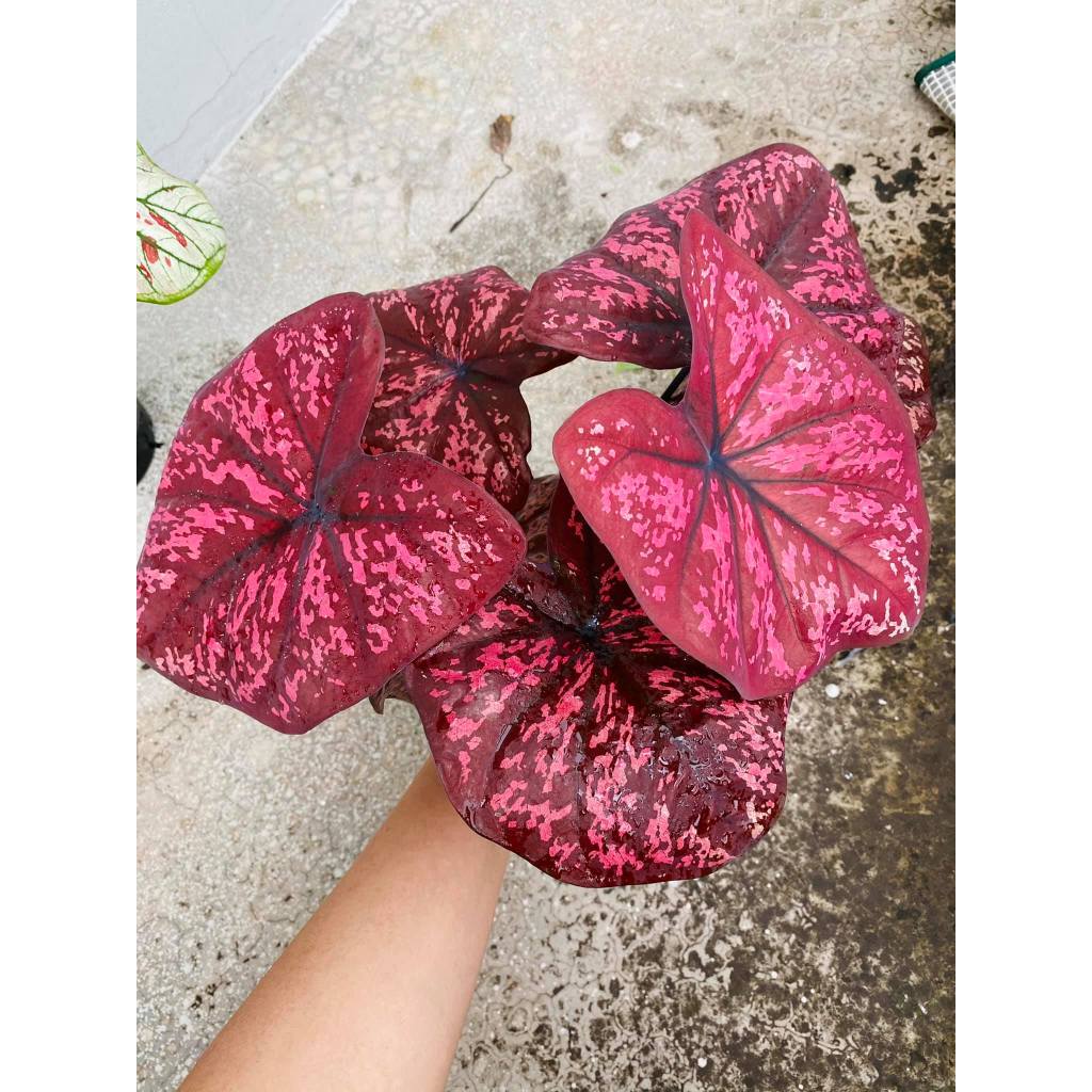 พระยามนต์ บอนสี ต้นใหญ่ๆ Caladium