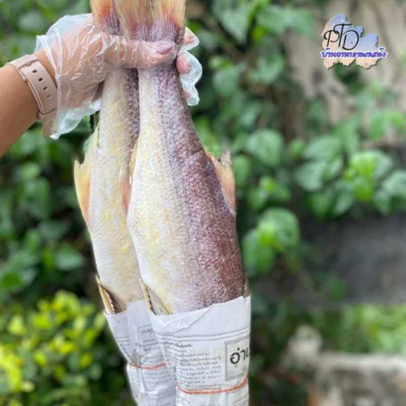 กุเลาหอม เค็มน้อย ตากใหม่ๆ ปลอดสาร