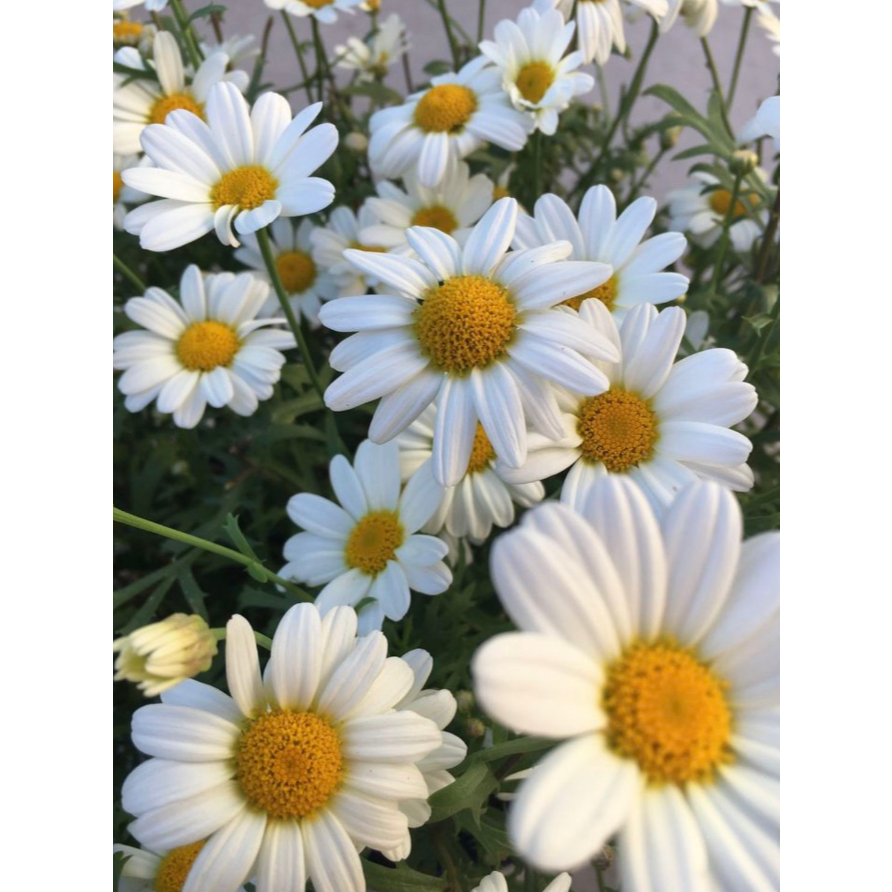 เดซี่ มากาเร็ต Marguerite Daisy ดอกสีขาวอมม่วงอ่อนๆ ส่งพร้อมกระถาง