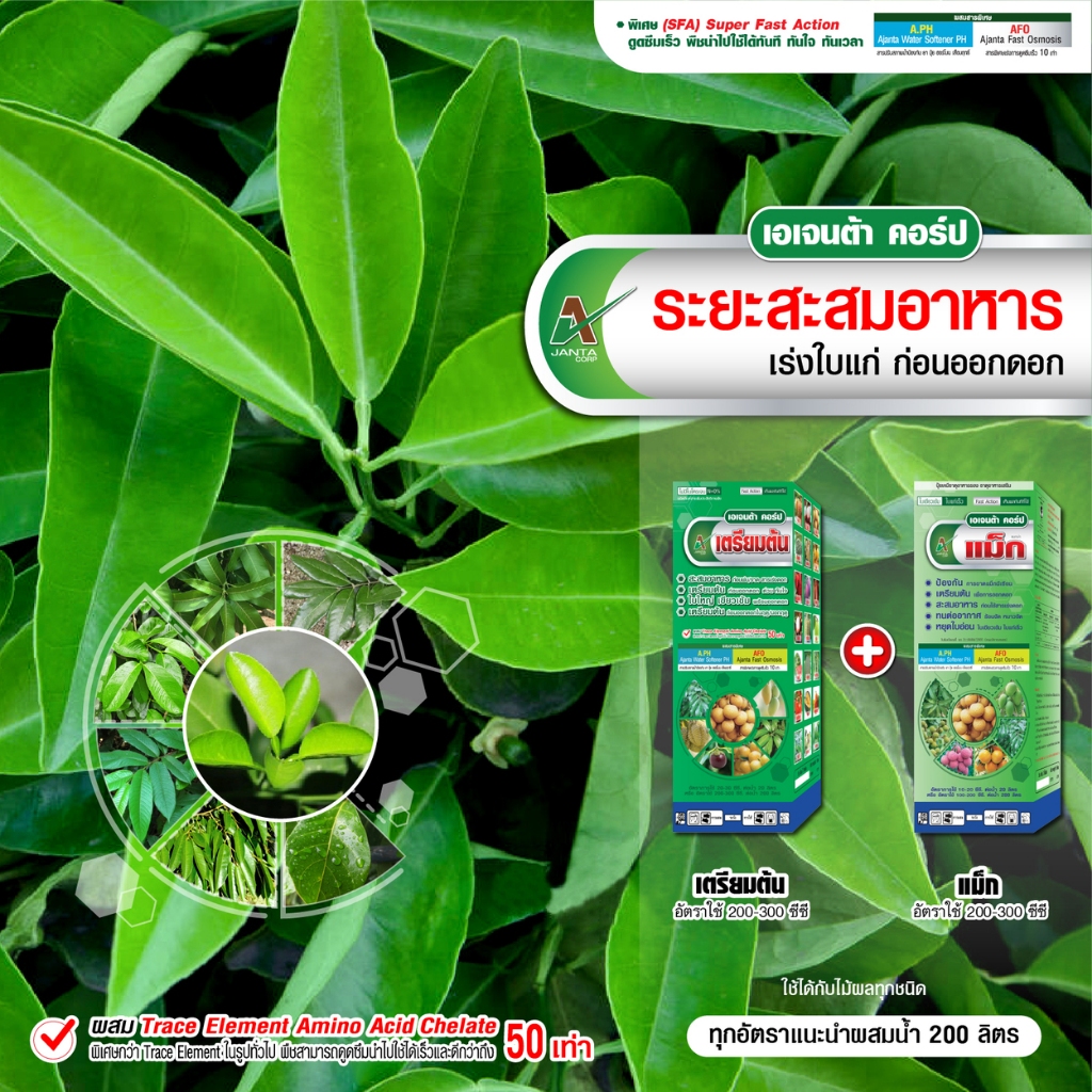 สะสมอาหารส้ม เอเจนต้า สะสมอาหาร เร่งใบแก่ ใบใหญ่ ใบเพสลาด เตรียมต้น ให้สมบูรณ์ พร้อมออกดอก ( ขนาด 1 ลิตร + 1 ลิตร)