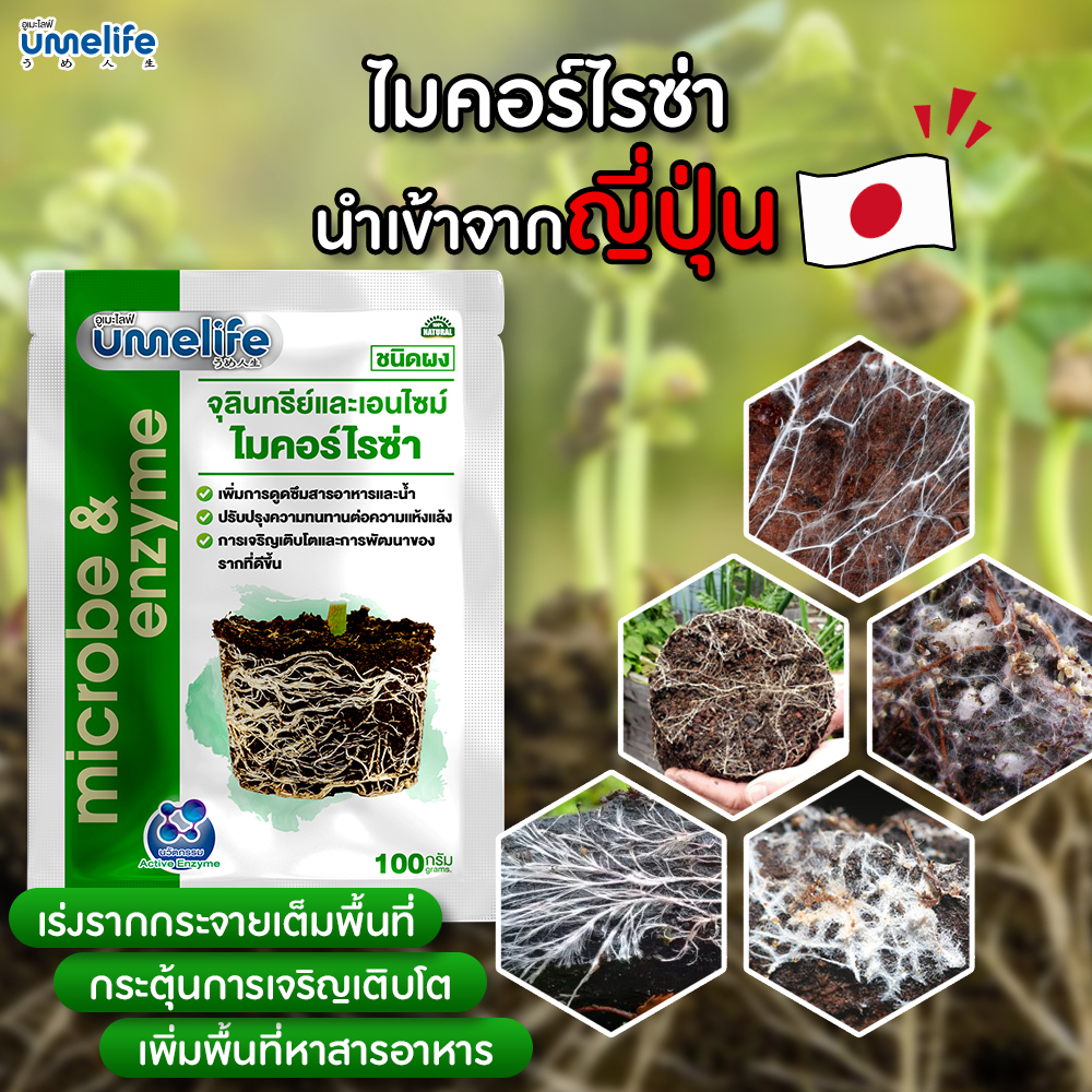 อูเมะไลฟ์ ไมคอร์ไรซ่า 100 กรัม จุลินทรีย์บำรุงราก เร่งการแตกราก รากเยอะขึ้น รากแน่น เชื้อราบำรุงราก.