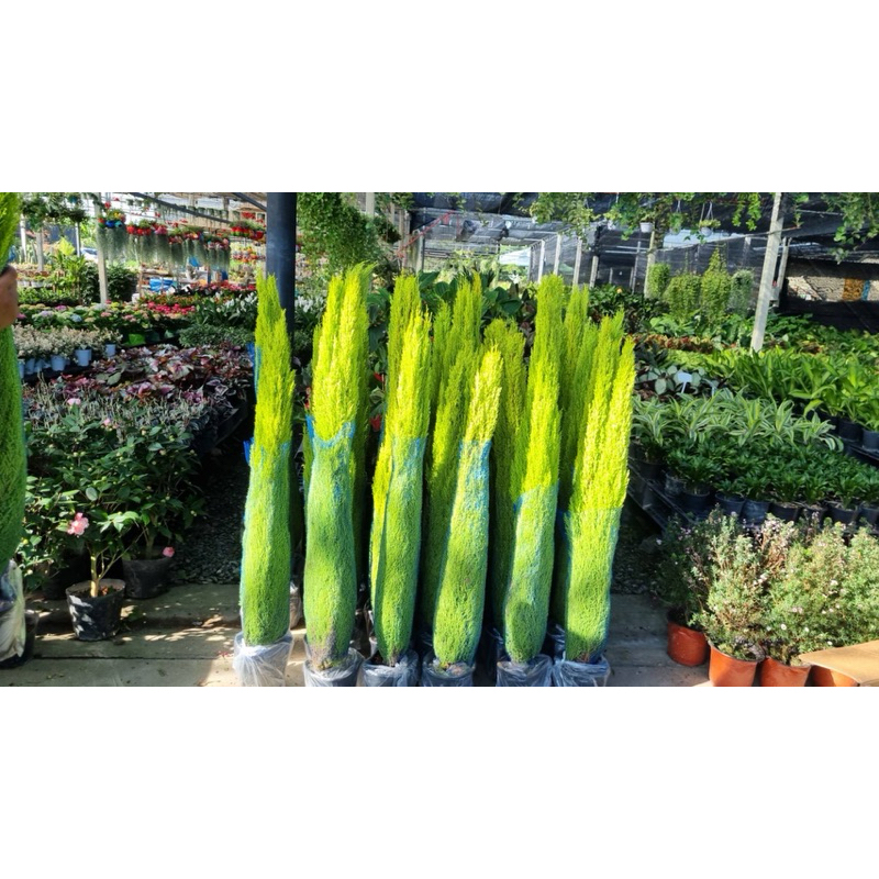 พร้อมส่ง#สนมะนาว #สนเลม่อน #Lemoncypress #ต้นสน ขนาด1.2-1.4เมตร