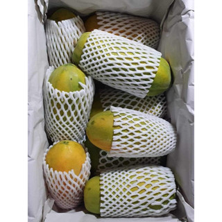 มะละกอฮอลแลนด์ลูกเล็กใหญ่ตามช่วงฤดูกาล