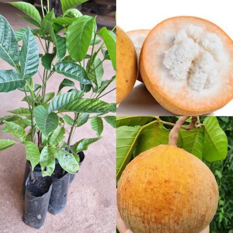 ต้นกระท้อนปุยฝ้าย(ซื้อ 4แถม 1ถุง)ขนาด25-40ซม. ผลใหญ่ลูกดก