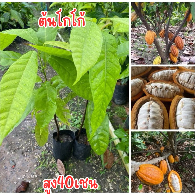 ต้นโกโก้ชุมพร1 พร้อมปลูก สูง50เซน 2ต้น130 ถุงเล็ก