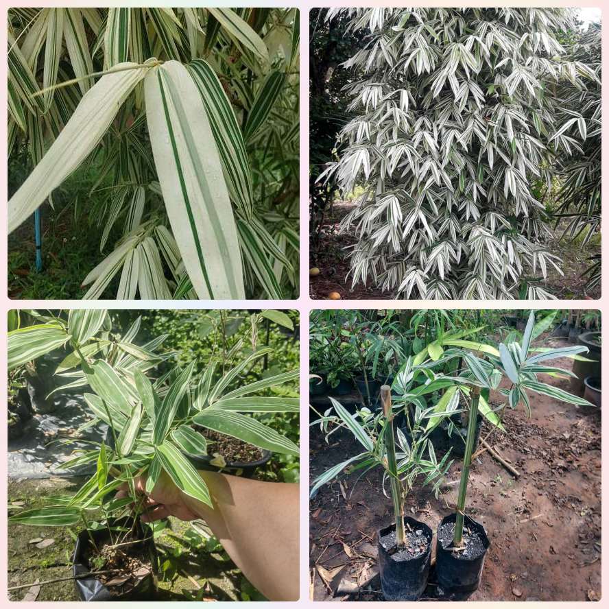 ไผ่ด่างกาญจนา หรือ ไผ่ด่างทองผาภูมิ Gigantochloa auriculata 'variegated'' ไผ้ประดับ สวย ต้นชำรากเดินดี แข็งแรงพร้อมปลูก