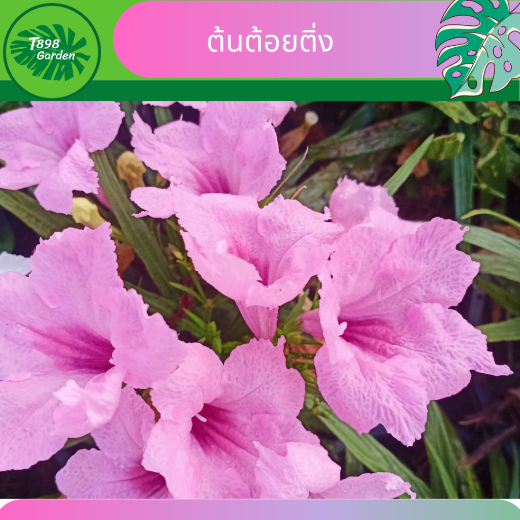 ต้นต้อยติ่งฝรั่ง ฟ้าประทานพร ต้อยติ่ง กระถางดำ 6 นิ้ว สีขาว,สีม่วง สีชมพู ความสูง 20- 25 เซนติเมตร