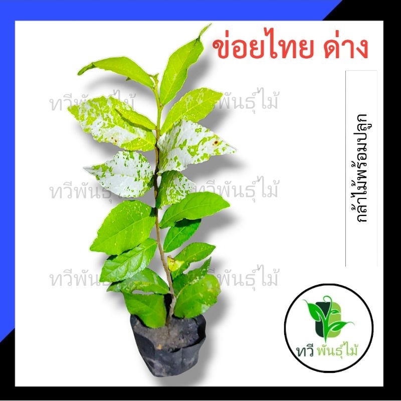 ต้นข่อยด่างไทย ต้นข่อยด่าง ข่อยด่าง กล้าไม้พร้อมปลูก TAWEE PANTMAI