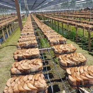 กะบะกาบมะพร้าว ถาดกาบมะพร้าว เครื่องปลูกยึดกล้วยไม้ (อัดแข็ง) Coconut Spathe