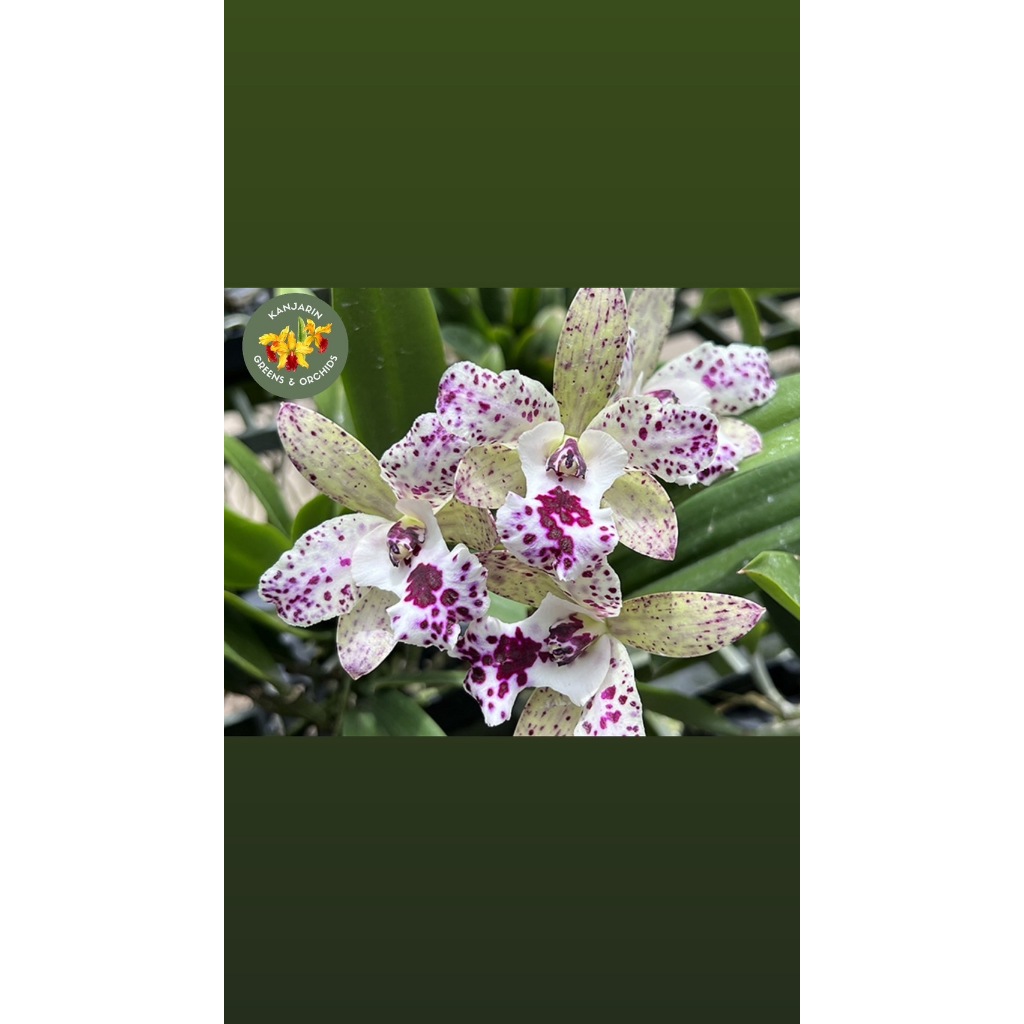 กล้วยไม้แคทลียา ใจรัก หายาก Cattleya Jairak