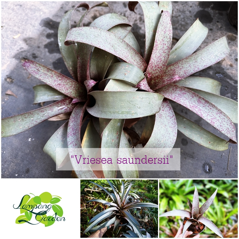 👑ต้นสับปะรดสี Vriesea saundersii หน่อส่งแบบถอดกระถาง ไม้กระถาง ไม้ใบ 👑