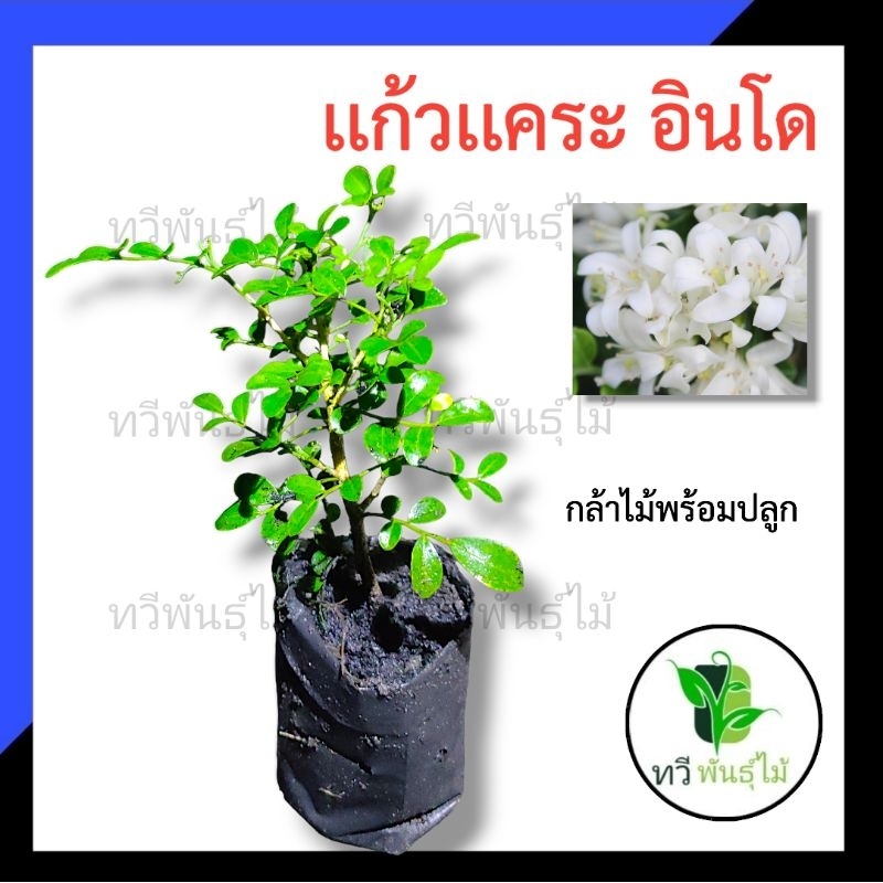 ต้นเเก้วเเคระ อินโด กล้าไม้พร้อมปลูก เเก้วเเคระ ตระกูลเดียวกับ ต้นเเก้ว TAWEE PANTMAI
