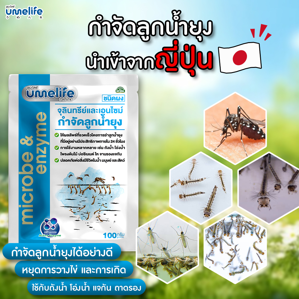 อูเมะไลฟ์ กำจัดลูกน้ำยุง 100g จุลินทรีย์กำจัดลูกน้ำยุง กำจัดลูกน้ำได้ไว เห็นผลใน 24 ชั่วโมง.