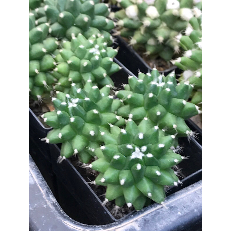 อิรุซามุแคคตัส กระถาง 2 นิ้ว - รูปที่ 6