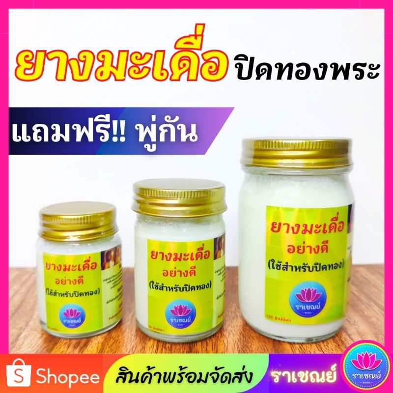 ยางมะเดื่อ ปิดทองพระ ยางมะเดื่อปิดทองพระ