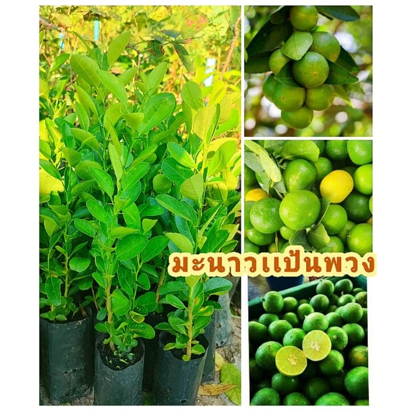 มะนาวเเป้นพวงดกพิเศษ เปลือกบาง กลิ่นหอม ออกผลตลอดปี ต้นพันธุ์เพาะเมล็ด ต้าเเข็งเเรงพร้อมปลูก สินค้าเสียหายยินดีเคลมฟรี