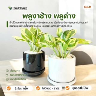 ต้นไม้มงคล เซท พร้อมกระถางเซรามิค เกรด AA วางในบ้านได้ เลี้ยงง่าย มือใหม่หัดเลี้ยง ดูแลง่าย