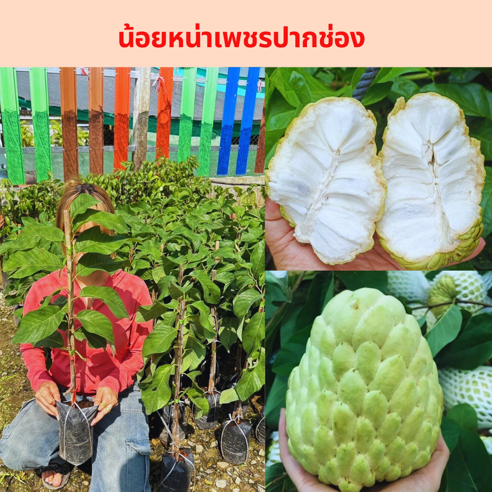 ต้นน้อยหน่าเพชรปากช่องสูง 35-40ซม.ต้นพร้อมปลูก
