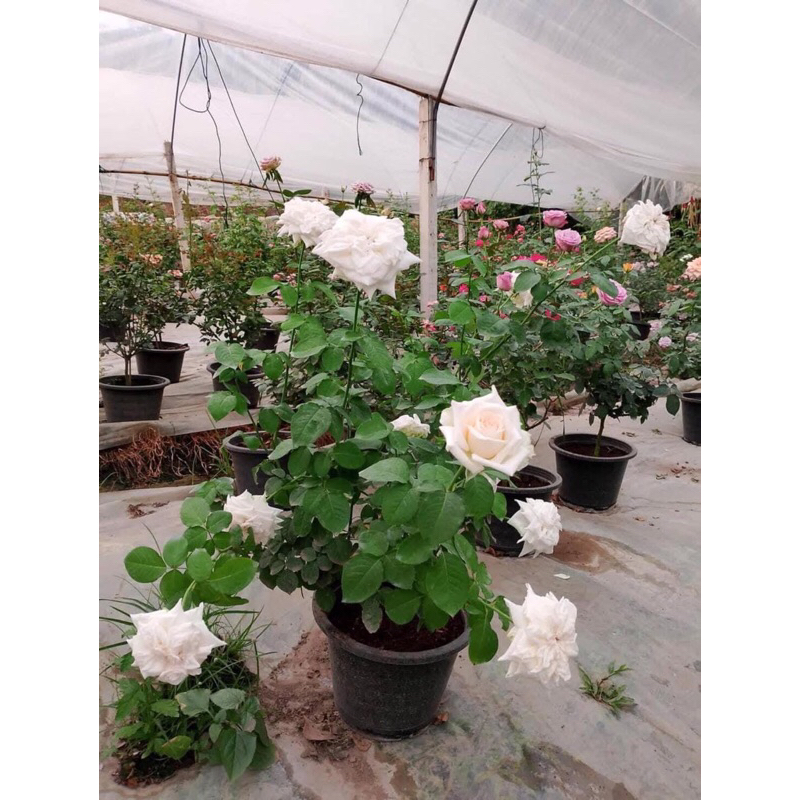 กุหลาบ-ไวท์โอฮาร่า white O' Hara (กระถาง 12 นิ้ว)  ไร้หนาม สีขาว ดอกใหญ่หอมแรง