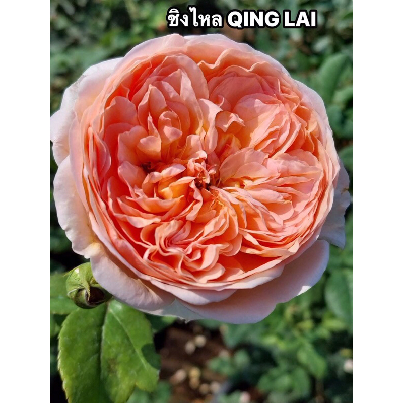 กุหลาบเลื้อย-ชิงไหล..QING LAI..สีส้ม มีกลิ่นหอม เลี้ยงง่าย