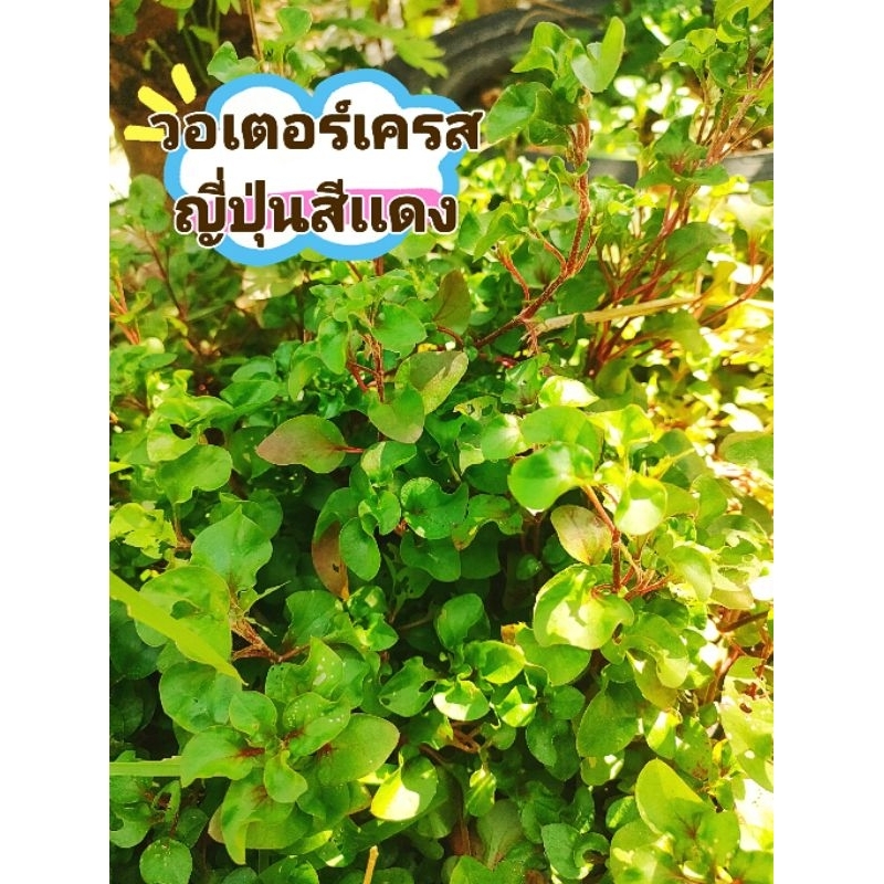 กิ่งพันธุ์วอเตอร์เครสเเดงญี่ปุ่น ผักสวนครัวมากด้วยคุณประโยชน์ ชุด 30 กิ่ง มีรากพร้อมปลูก สินค้าเสียหายยินดีเคลมฟรี
