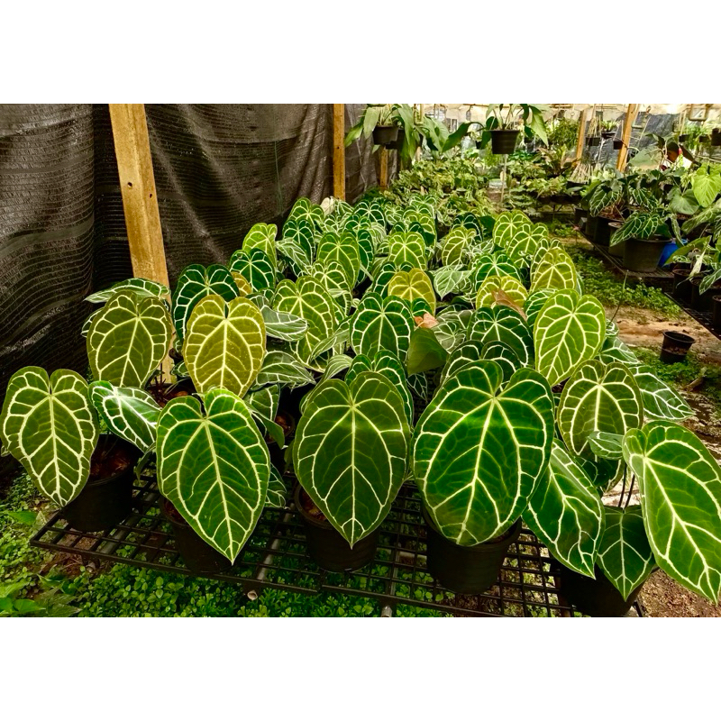 Anthurium Crystallinum (ต้นหน้าวัวใบไม้สะสมไม้หายาก)ราคาถูก