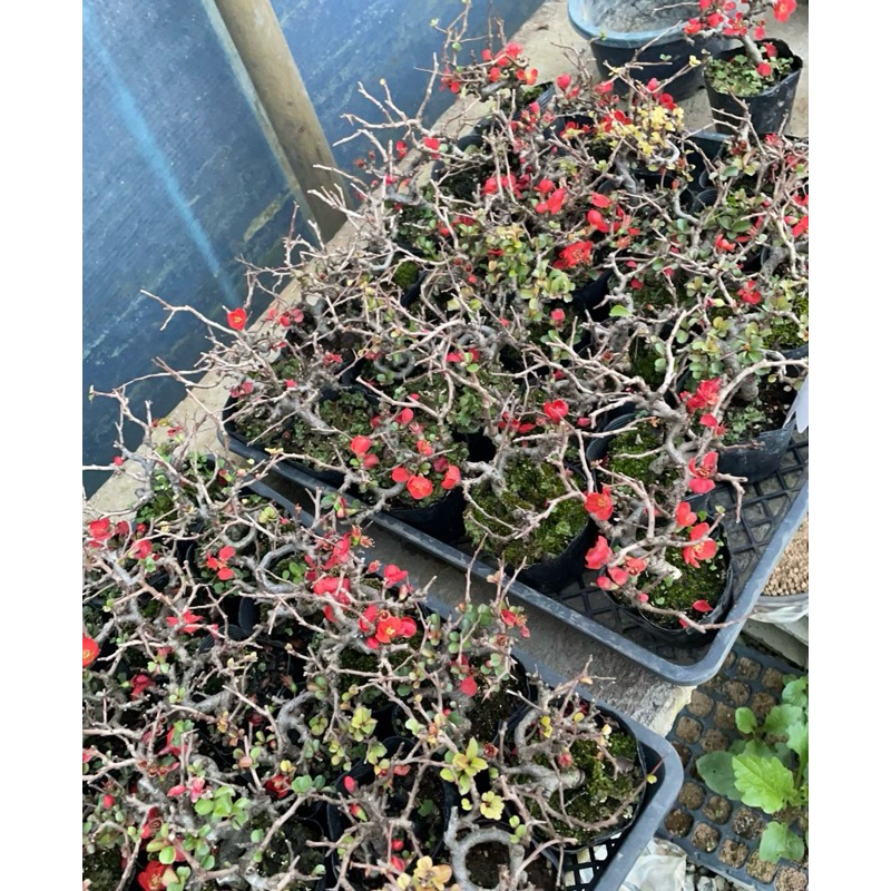 Chojubai mame bonsai