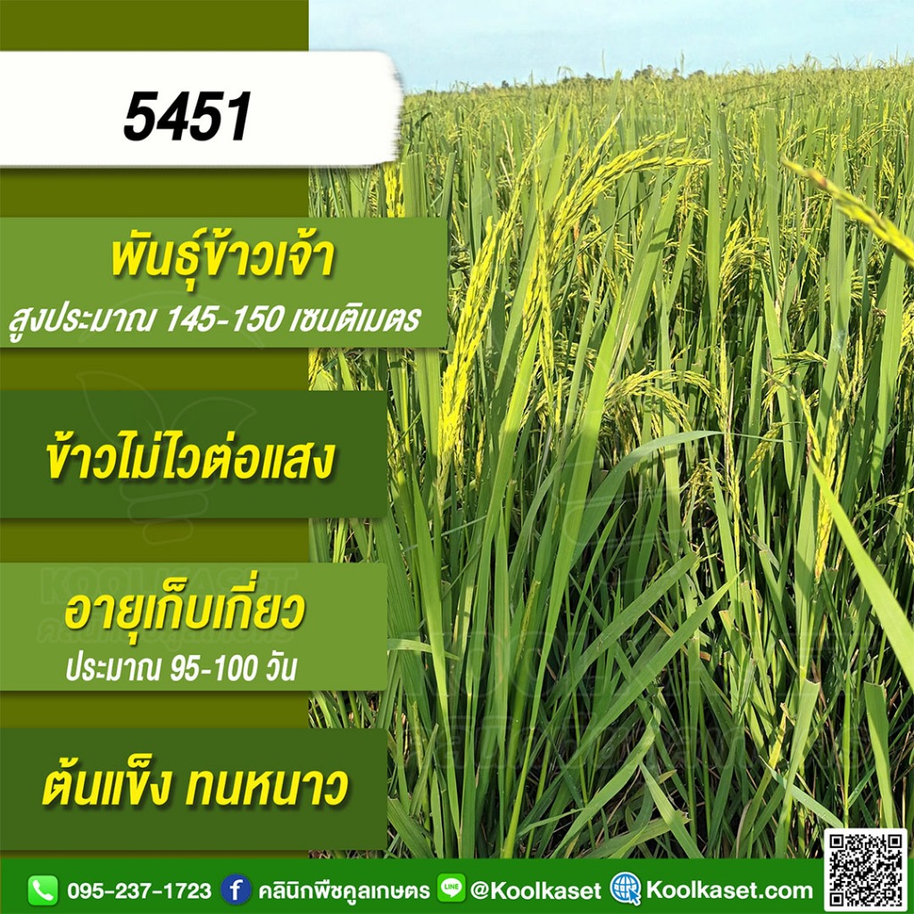 พันธุ์​ข้าว​ ข้าวเจ้า 5451 นาปี นาปรัง ไม่ไวแสง เมล็ดนิ่ม ทนดินเปรี้ยว 1-15 กก. คูลเกษตร ไรซ์ KR51