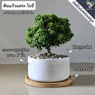 ต้นแก้วญี่ปุ่นแคระ Murraya paniculata (L.) Jack. พร้อมกระถาง+จานรอง+หินกรวด PLANT FOR YOU